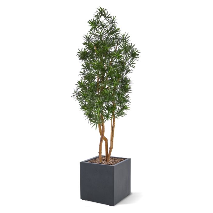 Podocarpus Kunstboom 150cm UV bestendig