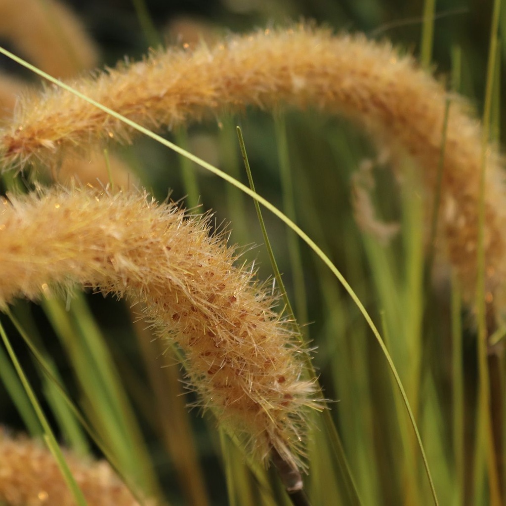 Pennisetum Kunst Grasplant 95cm bruin