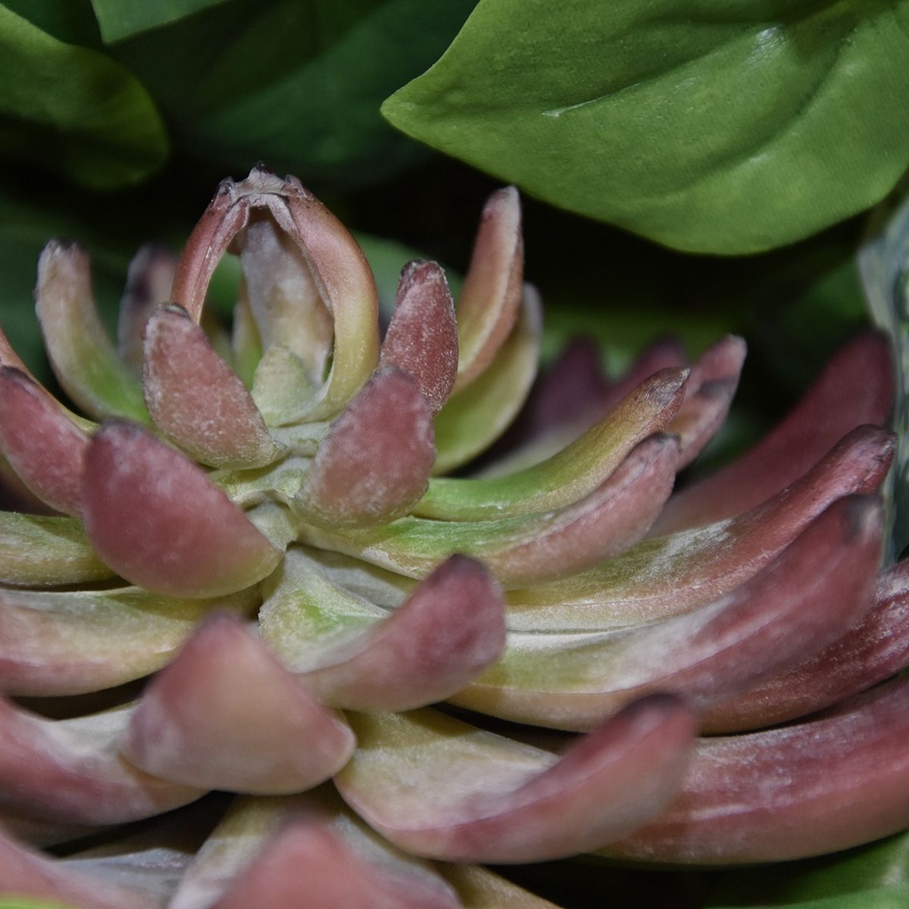 Echeveria Kunstcactus Burgundy 15cm