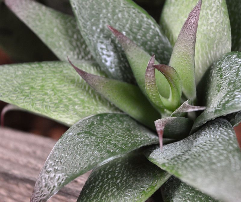 Haworthia kunst vetplant 13 cm