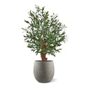 Olijf Bonsai kunstplant Deluxe 90cm UV