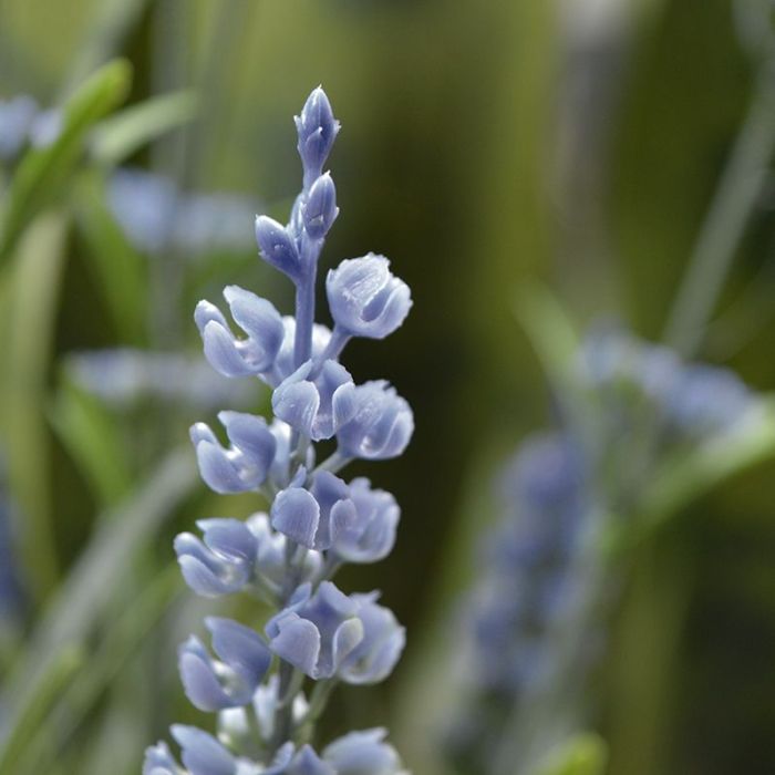 Lavendel kunstplant 50cm - blauw - UV bestendig