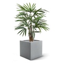 Raphis kunstpalm 75cm