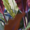 Calathea Red kunstplant 60cm