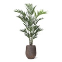 Kentia deluxe kunstpalm XL 260cm