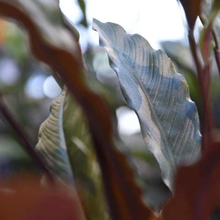 Calathea Red kunstplant 60cm