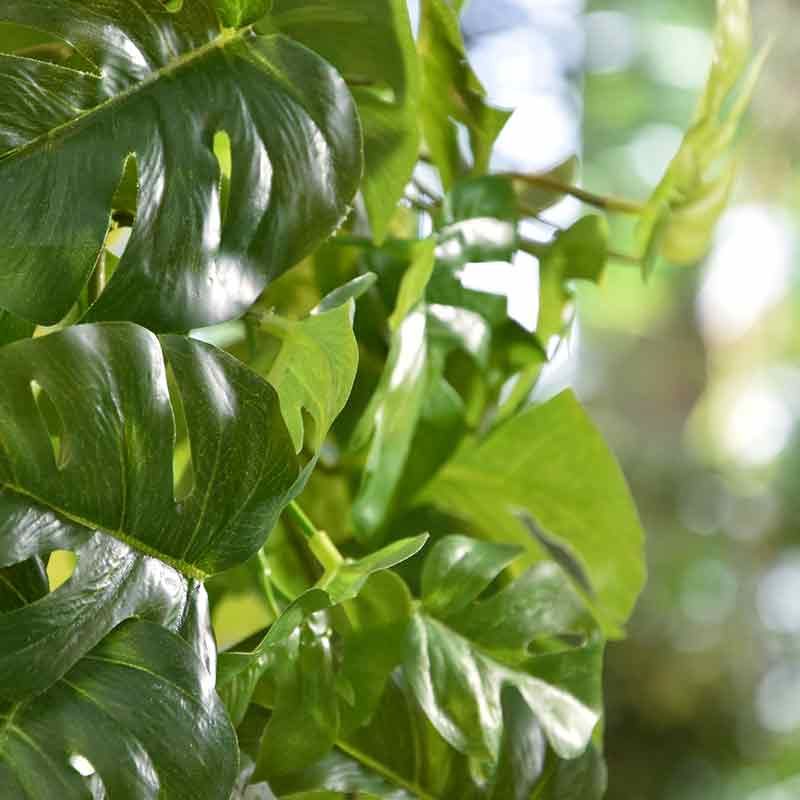 Monstera kunst hangplant 80cm - groen