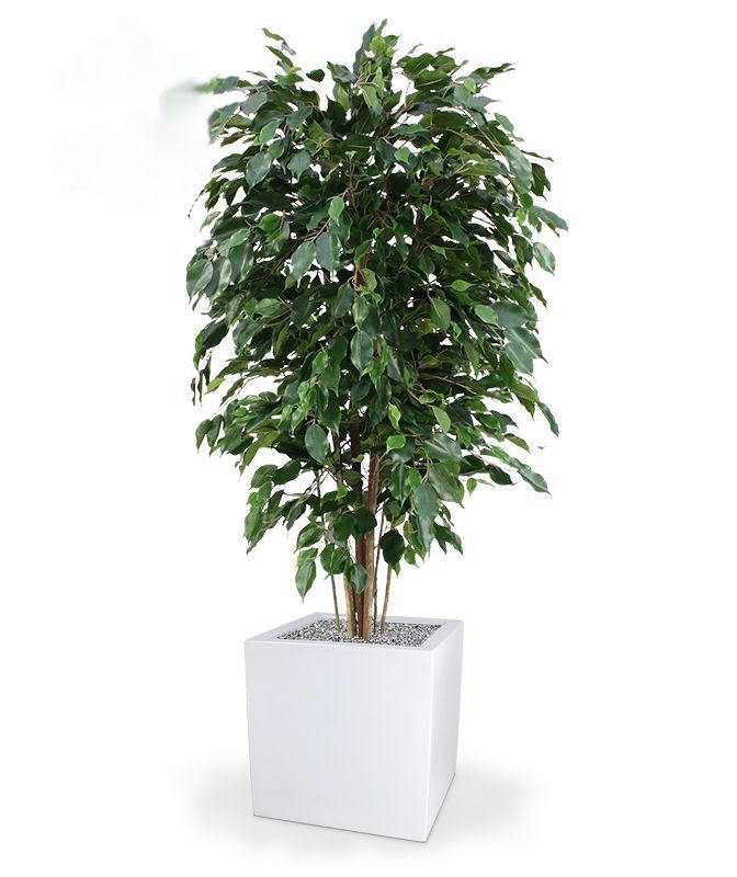 Ficus Exotica deluxe kunstplant 150cm - groen - FR - brandvertragend