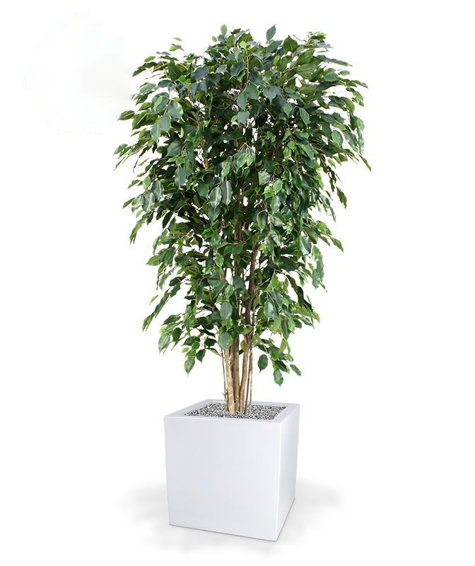 Ficus Exotica deluxe kunstplant 180cm - groen - FR - brandvertragend