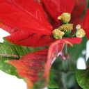 Poinsettia kunstplant in pot 40cm - rood