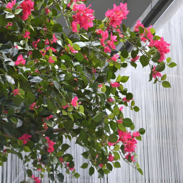 Bougainvillae Bal XL kunstboom 275cm - cerise