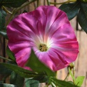 Petunia Guirlande kunsthanger 180cm - cerise