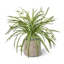 Chlorophytum RT kunst hangplant 45cm