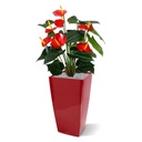 Anthurium deluxe kunstplant 50cm - rood