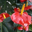 Anthurium deluxe kunstplant 80cm - rood