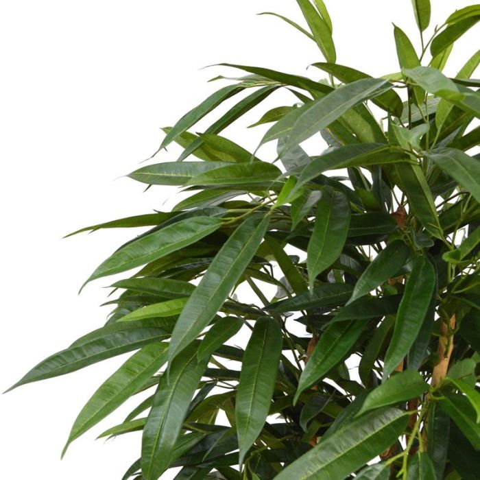 Longifolia Royal deluxe kunstboom 165cm