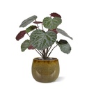 Saxifraga kunstplant groen/rood 25cm