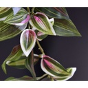 Tradescantia kunst hangplant 100cm - bont