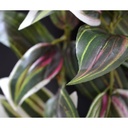 Tradescantia kunst hangplant 100cm - bont