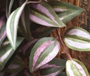 Tradescantia kunst hangplant 100cm - paars