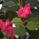 Bougainvillae kunstplant 150cm - cerise