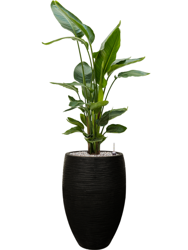 Capi Nature Rib NL - Vase Elegant Deluxe - Black - 85 cm