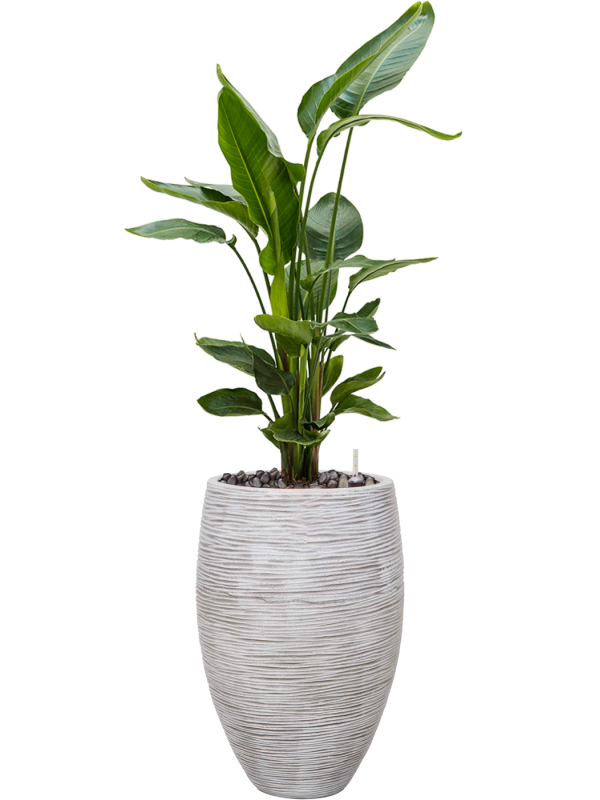 Capi Nature Rib NL - Vase Elegant Deluxe - Ivory - 58 cm