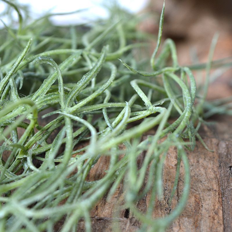 Tillandsia kunsthanger 75cm