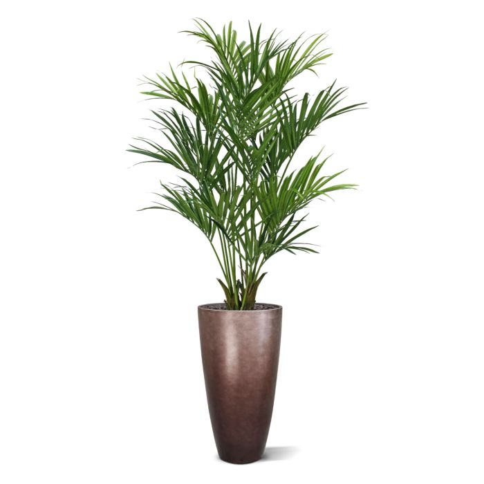 Kentia deluxe kunstpalm XL 190cm