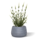 Lavendel kunstplant 50cm - wit - UV bestendig