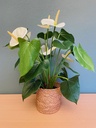 Dove pot - 12 cm