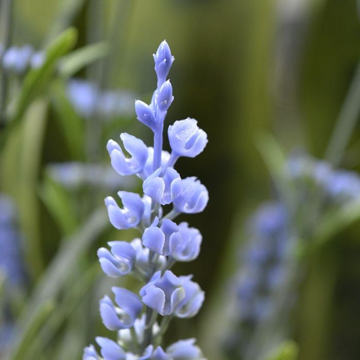 Lavendel kunstplant 50cm - blauw - UV bestendig