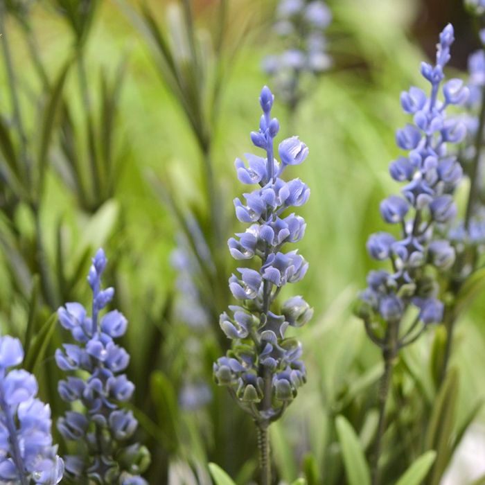 Lavendel kunstplant 50cm - blauw - UV bestendig