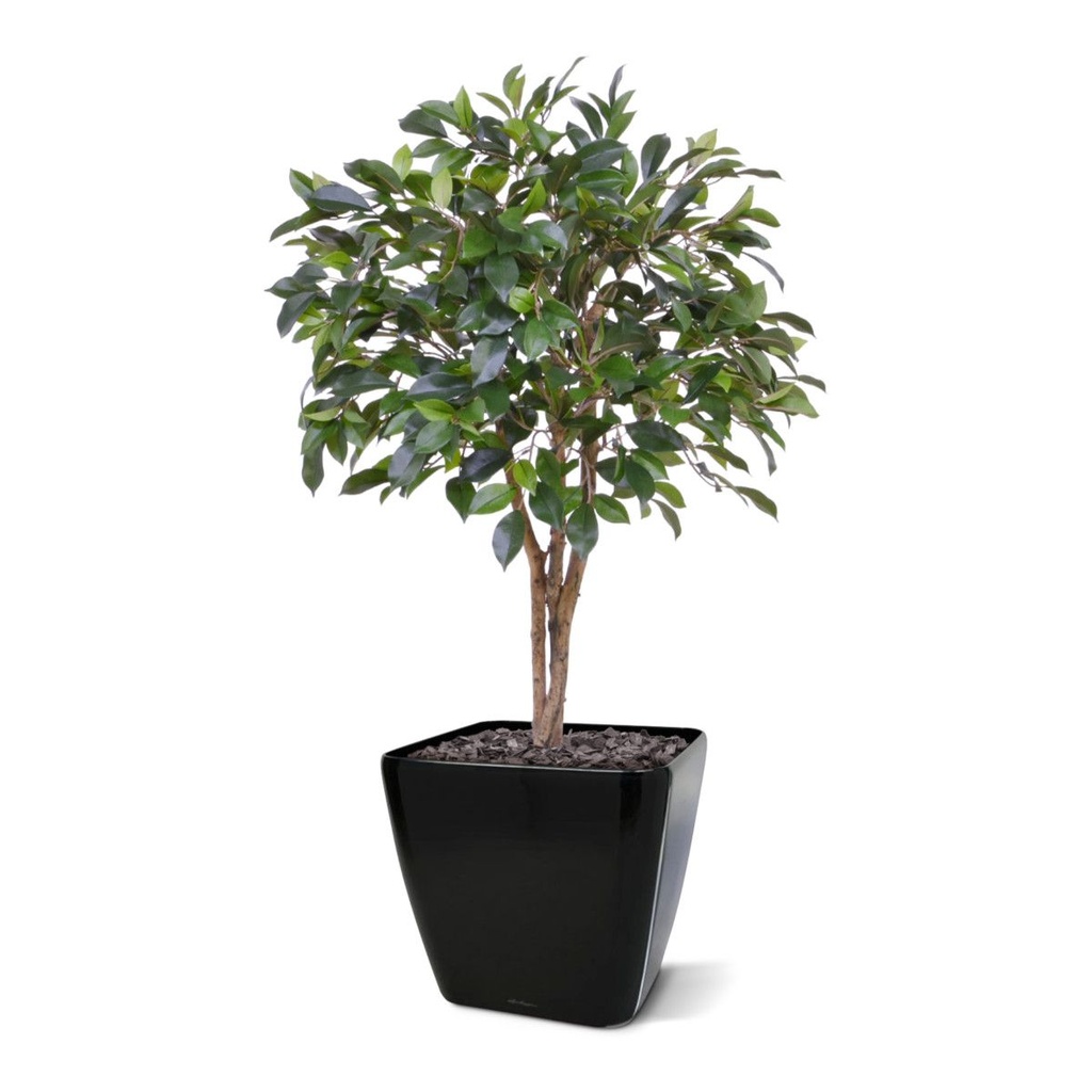 Ficus Folia kunstplant op stam 75cm