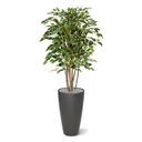 Ficus Exotica deluxe kunstplant 125cm - bont