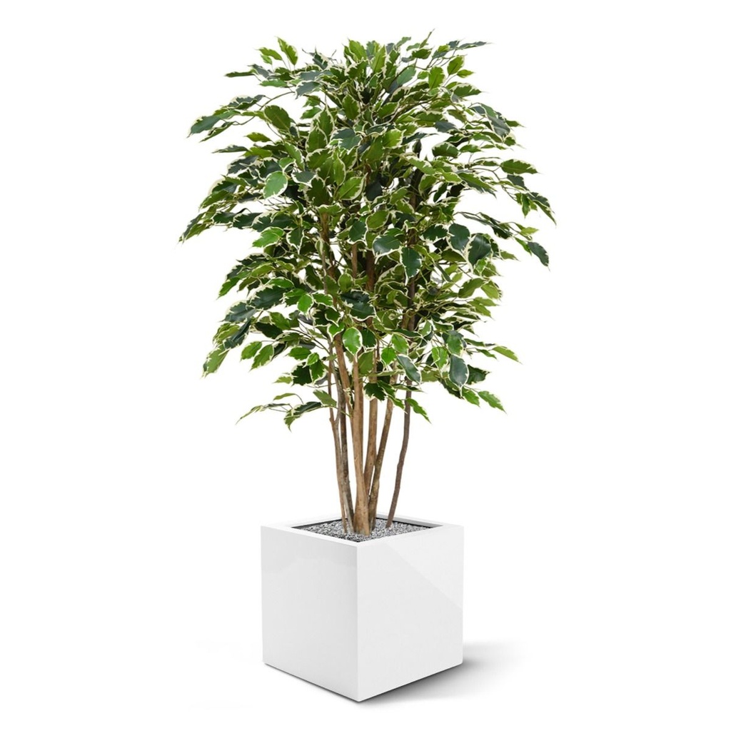 Ficus Exotica deluxe kunstplant 125cm - bont