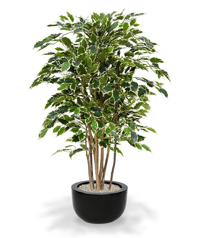 Ficus Exotica deluxe kunstplant 125cm - bont