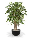 Ficus Exotica deluxe kunstplant 125cm - bont