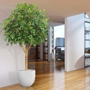 Ficus Exotica Giant kunstboom 290cm - FR - brandvertragend