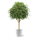 Ficus Exotica Giant kunstboom 290cm - FR - brandvertragend