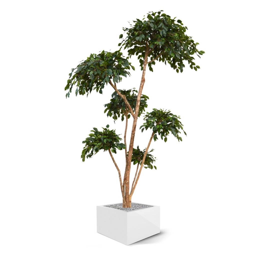 Ficus Exotica Layer Giant kunstboom 300cm