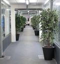 Ficus Exotica deluxe kunstboom 210cm - bont