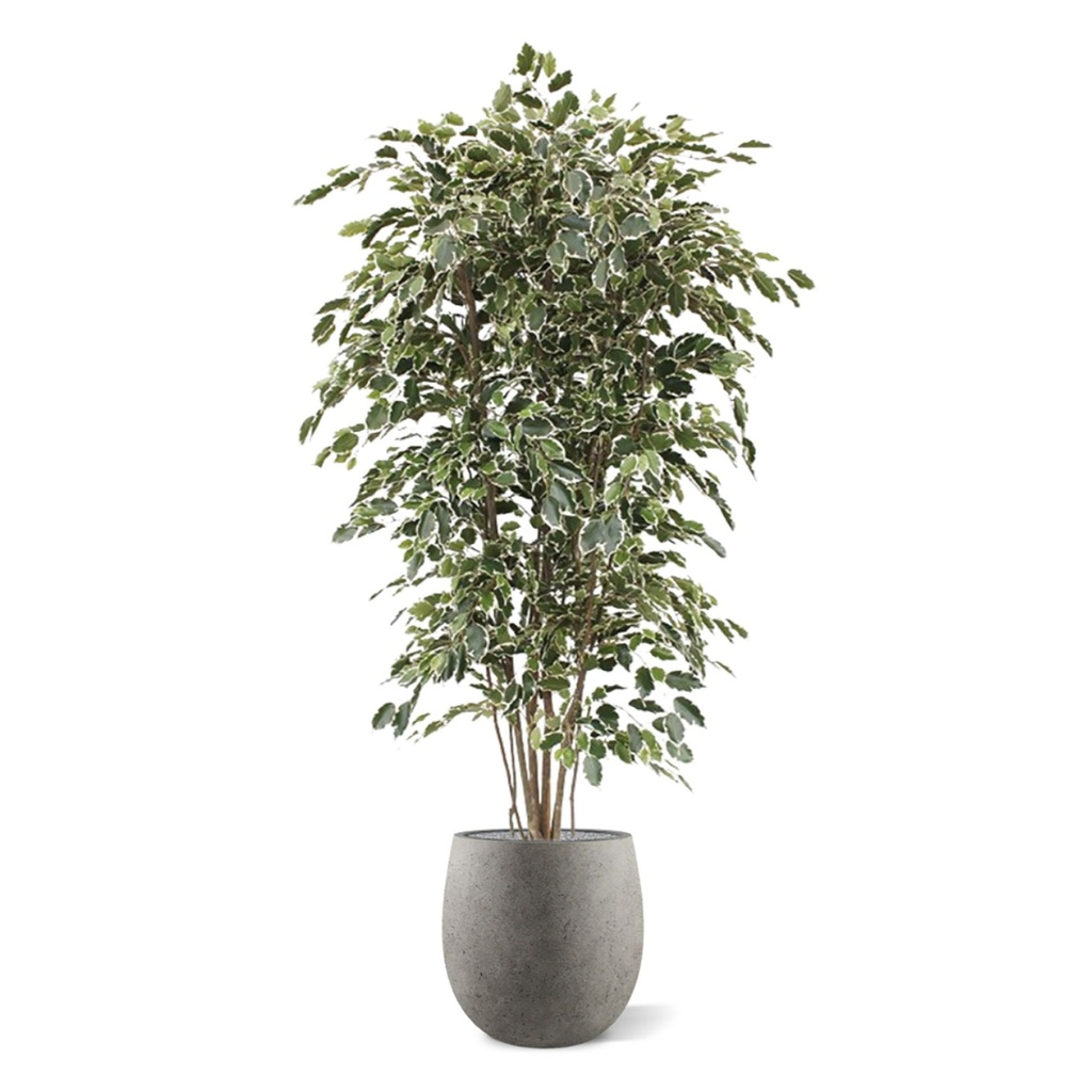 Ficus Exotica deluxe kunstboom 210cm - bont