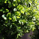 Buxus bol deluxe x3 kunstplant 175cm - UV bestendig