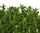 Buxus kunstmat x140 - UV bestendig