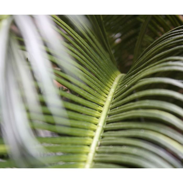 Cycas deluxe kunstpalm 60cm - UV bestendig