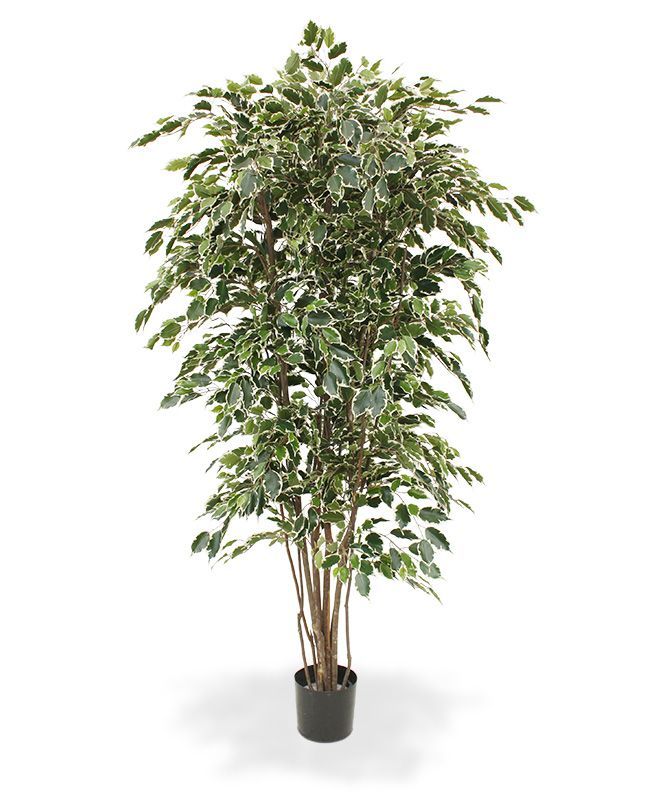 Ficus Exotica deluxe kunstboom 210cm - bont