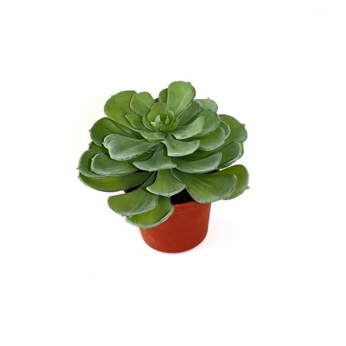 Echeveria kunst vetplant 16cm