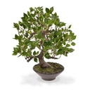 Ficus Wiandi kunst Bonsai in schaal 45cm