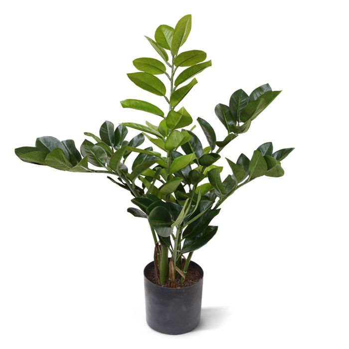 Zamioculcas kunstplant 55 cm